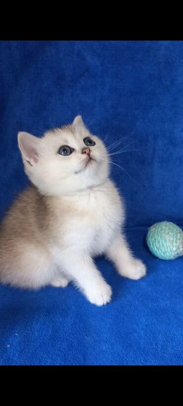 K/t heyvanları və malları: Britan, Dişi, Yaxşı əllərə, Ünvandan götürmə — 4