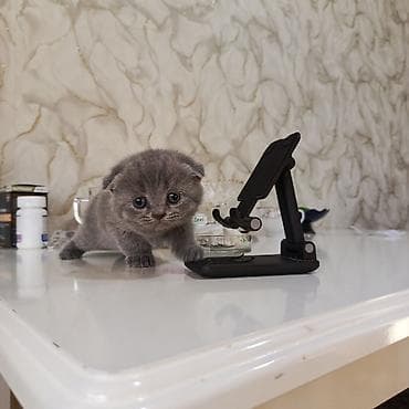 pişik tasma: Şotland yastı qulaq — 8