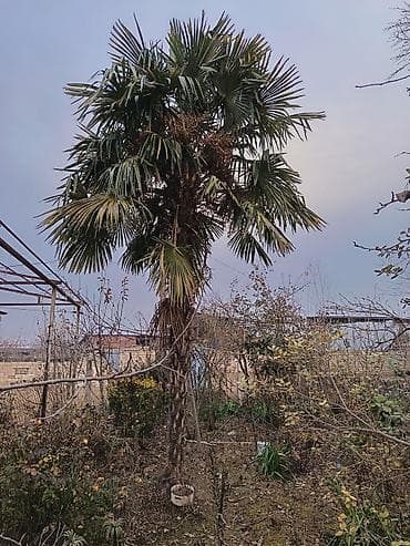divan sekilleri: Xurmalıya bənzər dekorativ palma ağacı (Trachycarpus tipli — 3