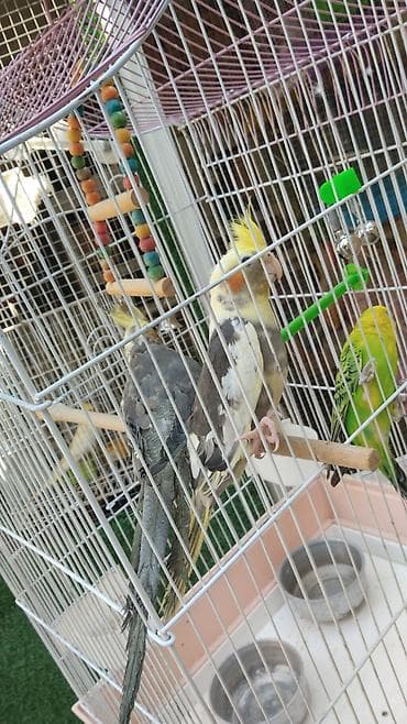 sarı quş: Tutuqusu 15 korella 50-55Nymphalı və dalmatin rənglərdə cockatiel — 2