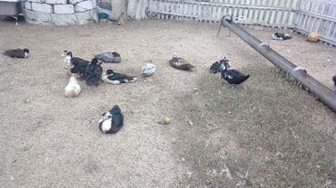 ruan ordək: Mal: Tülkübaş (musk ördəyi) ördəkləri Xüsusiyyətlər: - Müxtəlif — 1