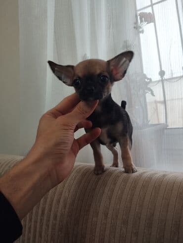 xaski itleri qiymeti: Çixuahua, 2 ay, Sənədli, Ünvandan götürmə — 3