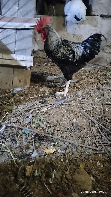 heyratı o şamo: Alti ayliq saglam xoruzdar diri çekileri iki klo yarim — 4