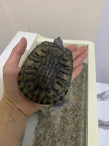 baliq tutan satilir: Dördbucaq akvarium, Balıqlarla birlikdə, 12 l, Ünvandan götürmə — 9