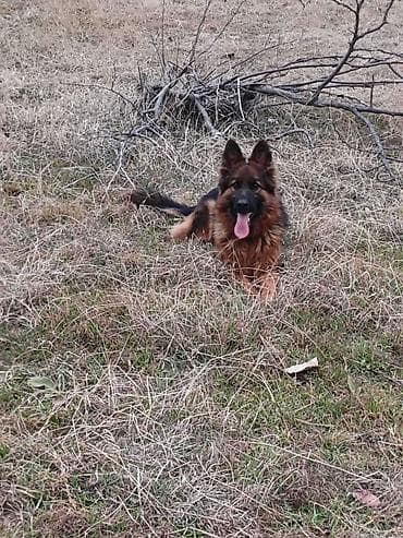 it parodaları: Alman çoban iti, 1 il, Dişi, Peyvəndli, Ödənişli çatdırılma — 1