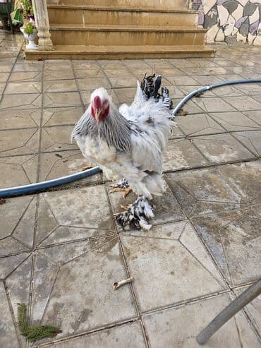 Çaydanlar: Toyuq, Brama, Damazlıq — 7