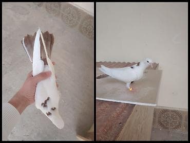 hunduşka balası: Baladan qalxmadı tam saglam heyvandı cidi aliciya endirim olacaq — 1