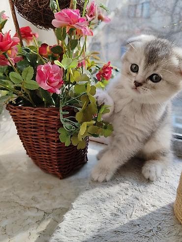 hamster satış: Şinşilla, Dişi, Yaxşı əllərə, Ünvandan götürmə — 3