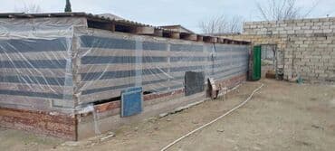 pol ucun taxta: Aisbes şifer qalın atma pol taxtaları 3 metrlik tumbalar var istiyən — 2