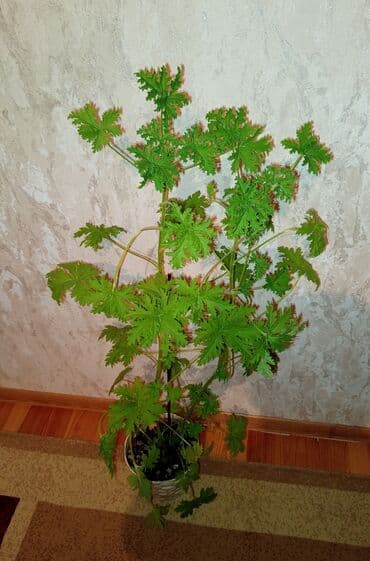 guller ve adlari: Yaşıl yarpaqlara və nazik budaqlara malik, ağ dibçəkdə böyüyən hündür — 2