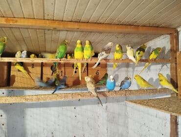 xamyak yuvası: Məhsul: dalmatin, sarı-yaşıl, mavi, boz-ağ və klassik yaşıl tonlarda — 2