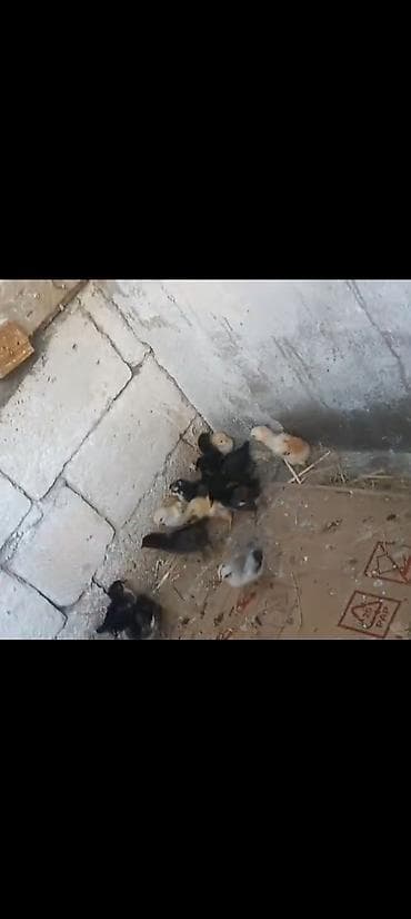 Heyvanlar: Toyuq cücələri, Damazlıq — 1