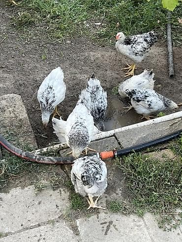 ördək cücəsi: Toyuq cücələri, Ətlik, Ünvandan götürmə — 3