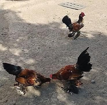 ev heyvanları it: Toyuq, Damazlıq — 6