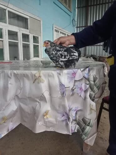 Toyuq cücələri, Damazlıq, Ödənişli çatdırılma