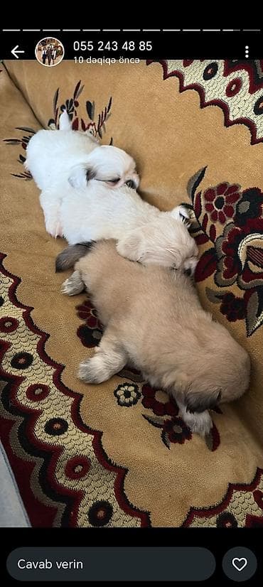 erkey danalar: Pekines, Erkek, Peyvəndli, Ünvandan götürmə — 4