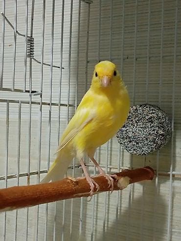 ev pişiy: Bülbül 3 ayliq ərkək oxuyur bala quş kimi yanvarin 2 si yumurtadan — 2