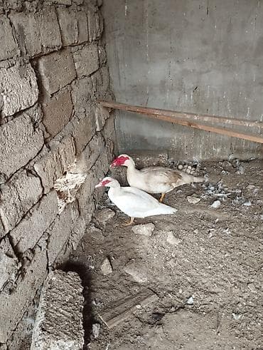 krasnodar ördəyi: Musk ördəkləri (iki baş cüt) - Növ: Muscovy (indoutka) ördəyi - — 3