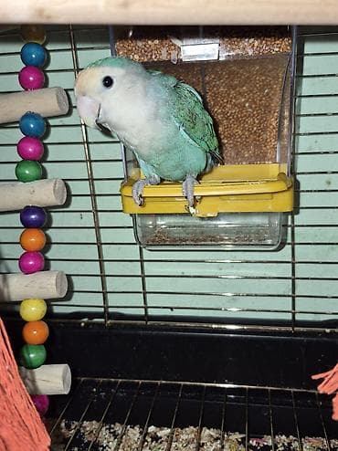 ev quş: Tür: Sevgi quşu (Lovebird) Rəng: Açıq mavi–türkuaz gövdə, ağ-krem baş — 2