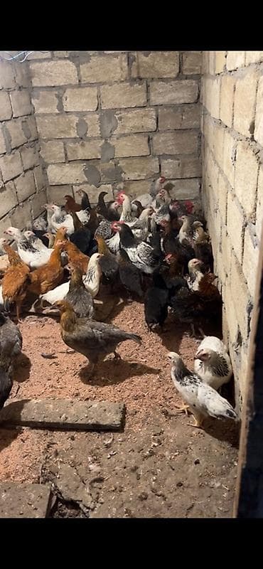 Məhsul: Yerli cins toyuqlar (qarışıq rəng və tiplər) Təsvir: - — 2