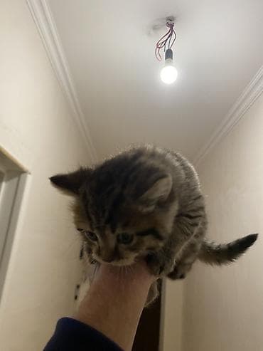 Britan, Erkək, Yaxşı əllərə lalafo.az -da Britan, Erkək, Yaxşı əllərə