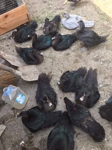 Zumrud Ördey bala lari. 4 ayliq Xüsusiyyətlər: - Rənglər: əsasən lalafo.az -da Zumrud Ördey bala lari. 4 ayliq Xüsusiyyətlər: - Rənglər: əsasən