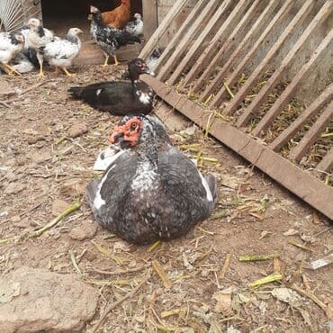 kayuqa ordək: Lal ördəklər macar sortu zümrüdü mirvari göy rəng balalarda satılır — 18