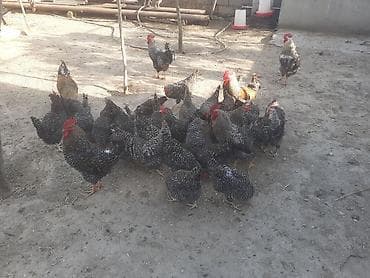 xarkov toyuqu: Toyuq, Yumurtalıq — 4