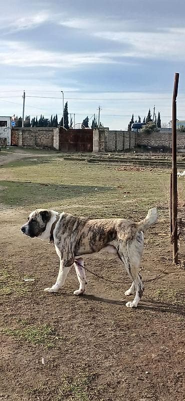 sirin pisik sekilleri: Qurdbasar, 2 il, Erkek, Peyvəndli, Ödənişli çatdırılma — 3