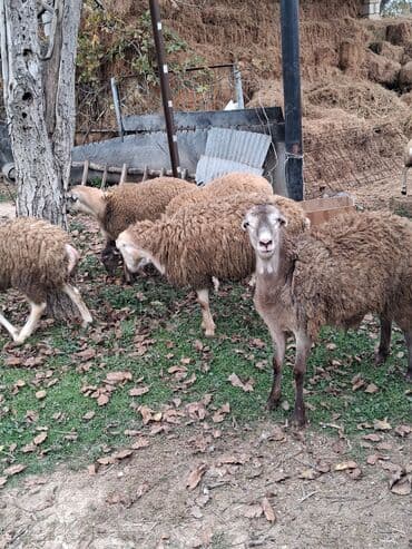 cins ineklerin qiymeti: Erkək, il: 5, 20 kq, Ətlik, Ünvandan götürmə — 7