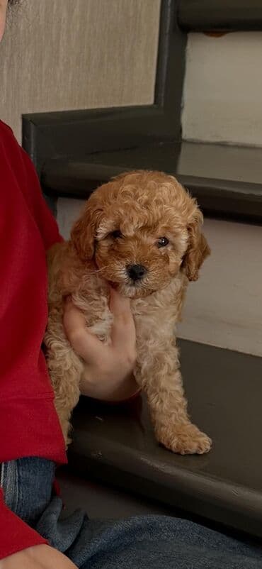 Pişiklər: Pudel — 1