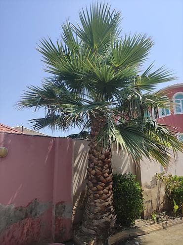 kala bitkisi: Dekorativ vasinqton palma ağacı - Hündürlük: təxminən 8–10m - Gövdə — 4