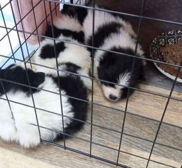 it balasi satilir: Şpitz, 2 il, Dişi, Peyvəndli, Pulsuz çatdırılma — 2