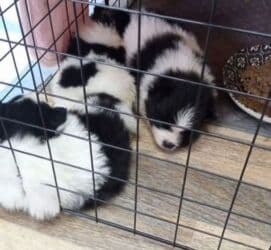 xamyak qefes: Məhsul: Pomeranian (Spitz) balaları – nadir piebald/rəngli (qara‑ağ) — 2