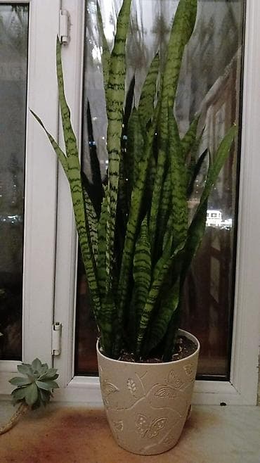 Sansevieria (Qayın dili) – otaq bitkisi - Növ: Sansevieria