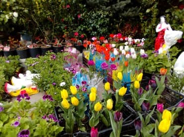 Çöl bitkiləri: Şitillər — 7