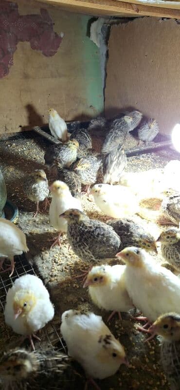 afcarka balası satışı: Bildirçin bir ədədi 1.20 — 3