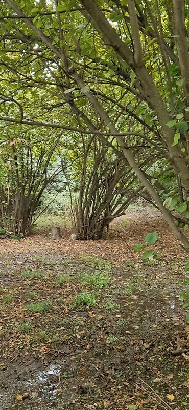 qebelede heyet evleri satilir: 85 sot, Kənd təsərrüfatı, Mülkiyyətçi, Kupça (Çıxarış) — 2