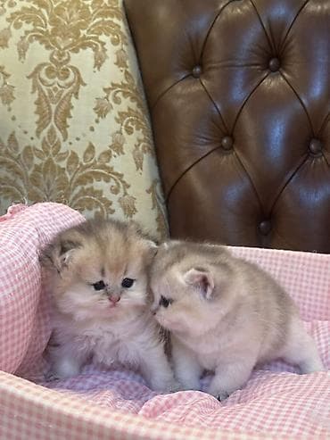 пишик: Британская, Самка — 6