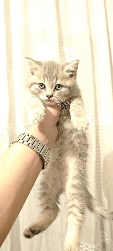 it adlari disi: Britan — 10