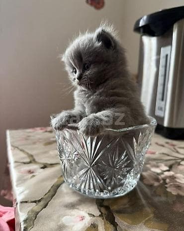 balaca itlər: Britan — 10