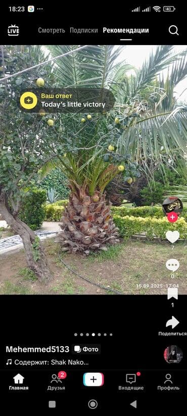 сливочное масло в баку: Finik palma — 3