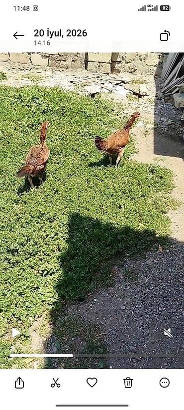 kend toyuqu: Toyuq, Yumurtalıq, Ödənişli çatdırılma — 2