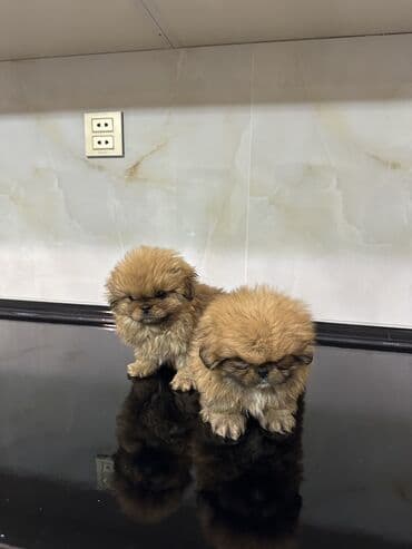 naxcivan heyvan elanlari: Pekines, 1 ay, Erkek, Peyvəndli, Ödənişli çatdırılma — 4
