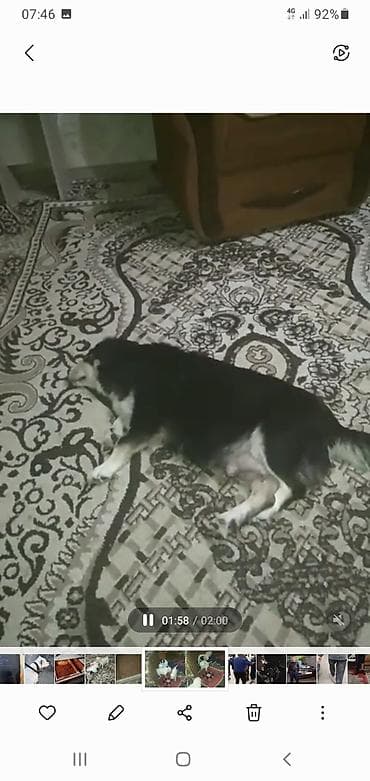 cau cau iti: Zvonok, 3 ay, Peyvəndli — 6