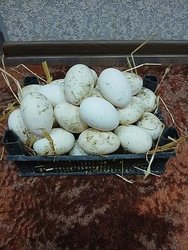 süt: Təzə qaz yumurtası - Ağırlığı iri ölçülü, qalın qabıqlı, ağ rəngli — 3