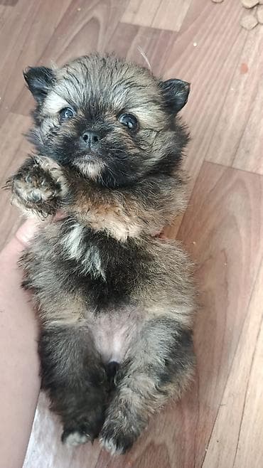 bull terrier satilir: Şpitz — 2