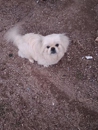 Balıqlar: Pekines, 1 il, Ünvandan götürmə — 3