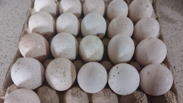 hind quşu: Şəkildə gördüyünüz kanada cinsli Hinduşkaların yumurtaları — 5