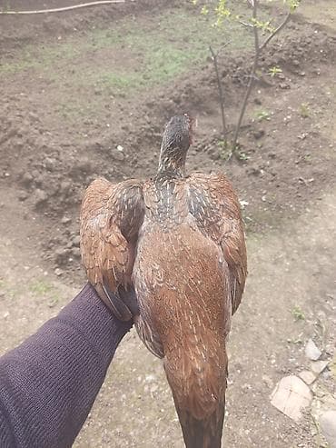 ceyranbatan toyuq: Toyuq, Damazlıq — 4